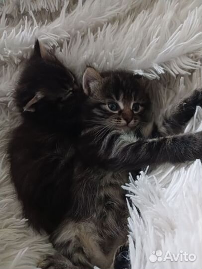 Котята,кошка,кот