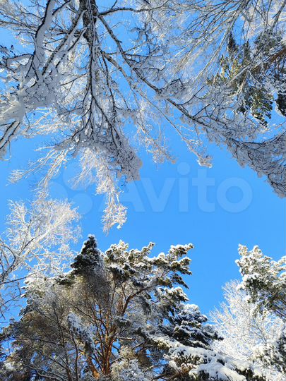 Участок 67 сот. (СНТ, ДНП)