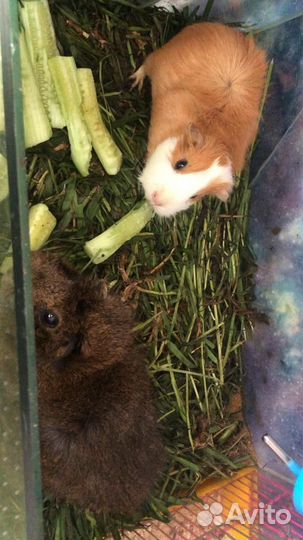 Морская свинка