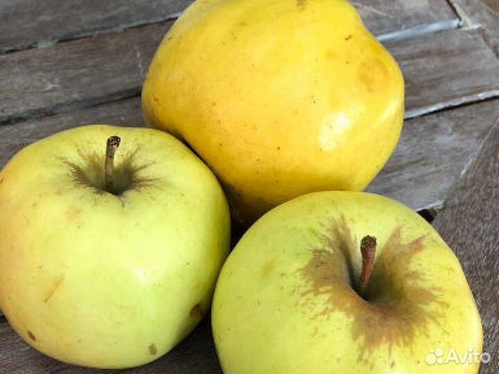 Яблоки и груши и сливы разных сортов, с доставкой