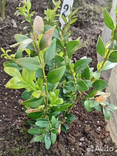 Саженцы самшита