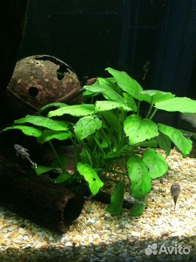 Сомики анциструсы (подростки и взрослые сомы)