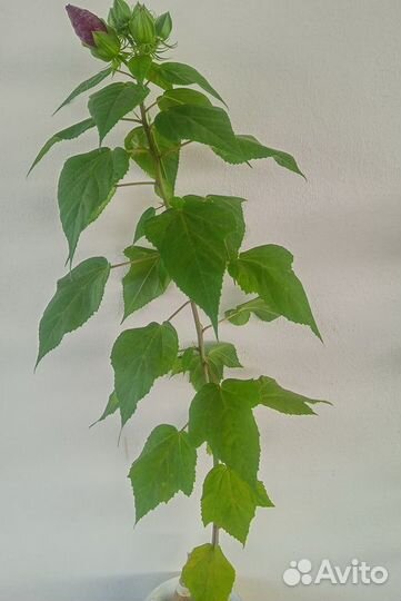 Уличные растения