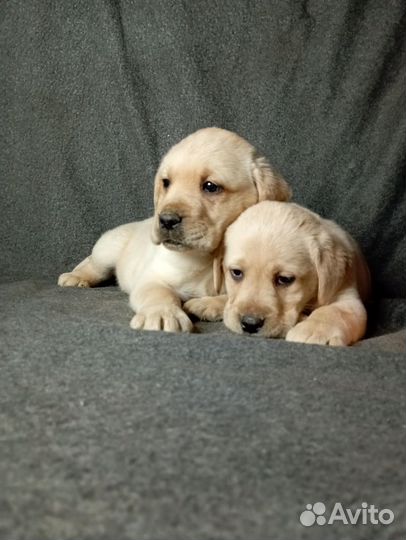 Щенки лабрадора