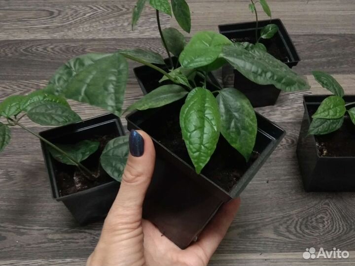 Комнатный цветок Любви и счастья