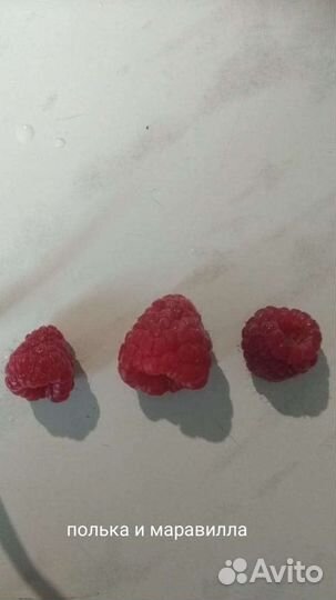 Саженцы малины разных сортов