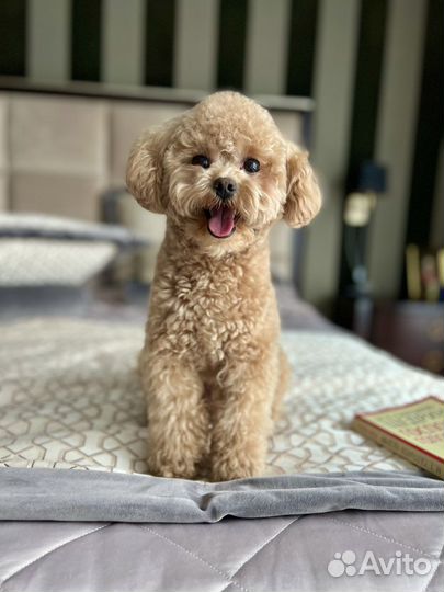 Кобель Мальтипу для вязки