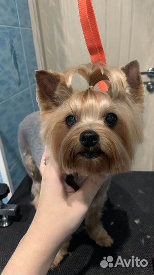 Стрижка собак. Стрижка кошек. Груминг. Грумер