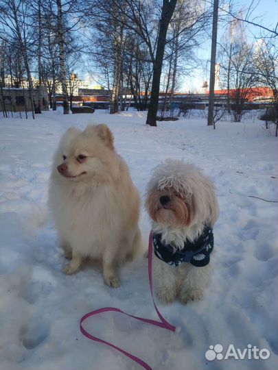 Передержка собак и кошек