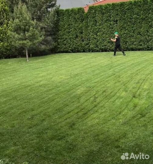 Рулонный газон