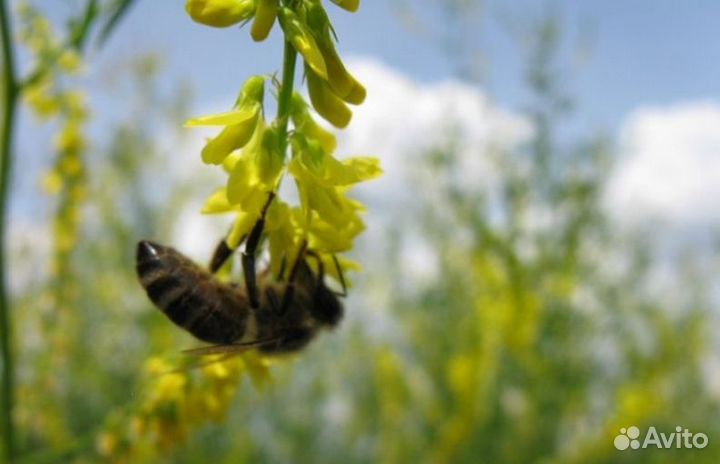 2023 года Мед из Алтая опт