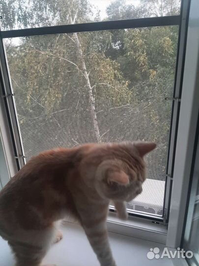 Антикошка - защитная сетка на окно