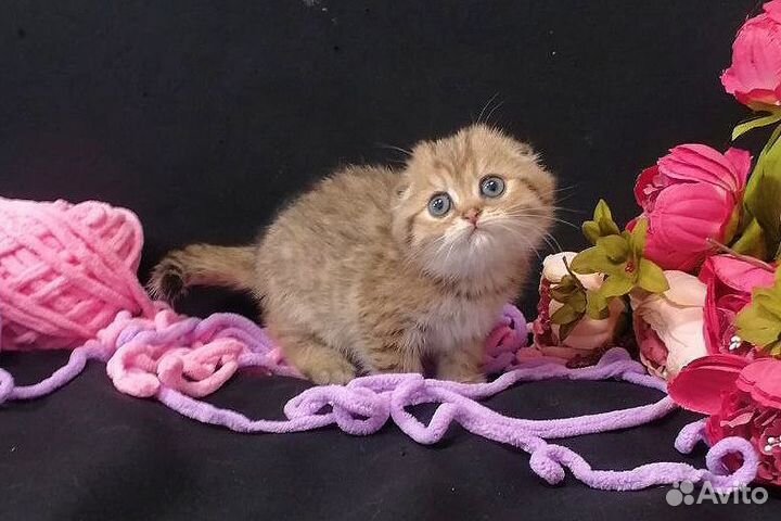 Шикарные котята/документы
