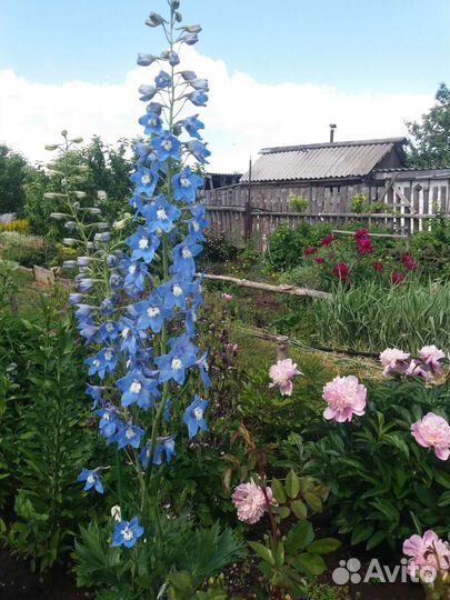 Многолетники