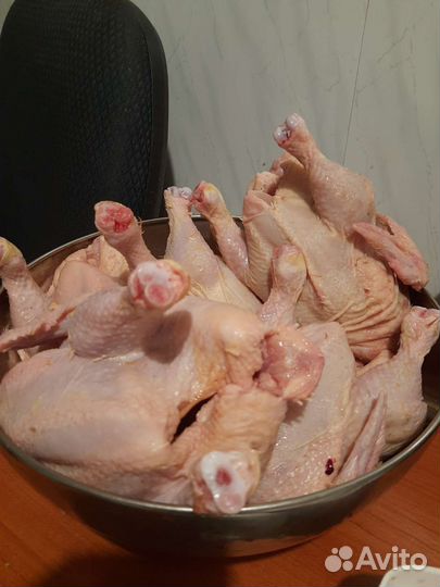 Кура бройлер