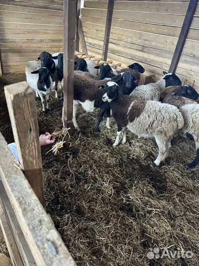 Бараны дорпер