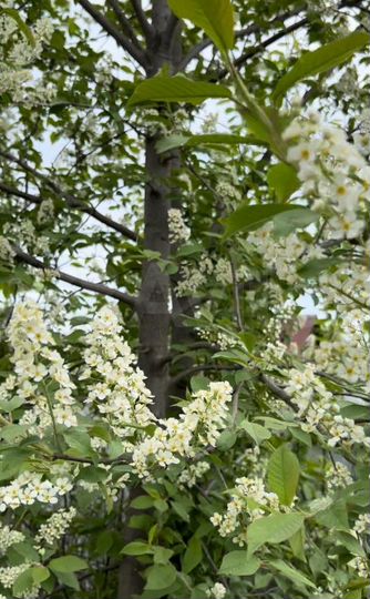 Дача 66 м² на участке 12 сот.