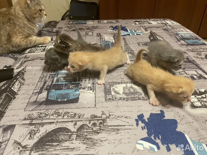 Отдам красивеньких котят