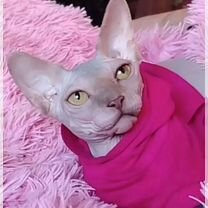 Канадский сфинкс котёнок