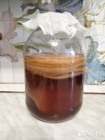 Винный- квасной и чайный гриб