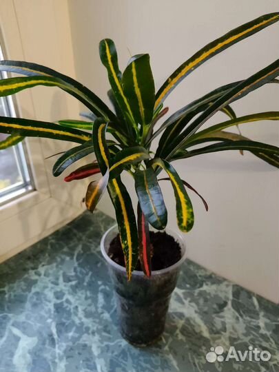 Кротон ред банана