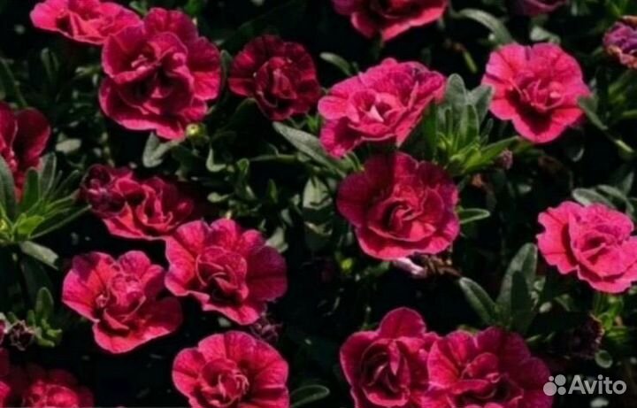 Калибрахоа черенки