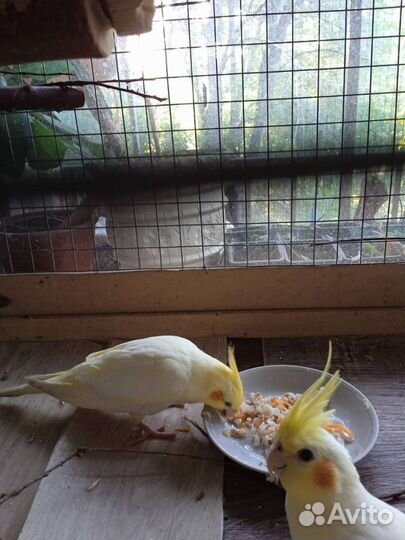 Птенцы попугая Корелла