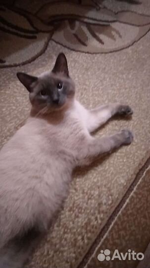 Кот для вязки