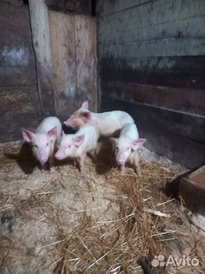 Поросята