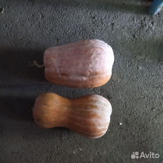 Тыква оптом