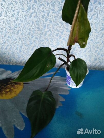 Комнатные цветы