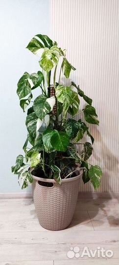 Монстра alba 130 см