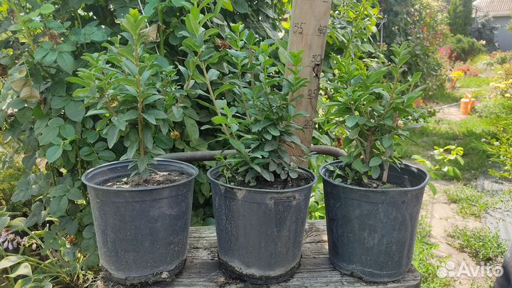 Саженцы бирючины колоновидной