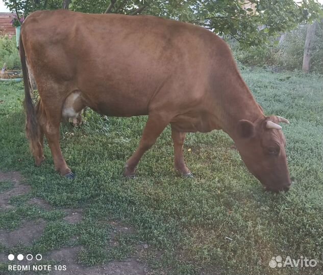 Корова дойная