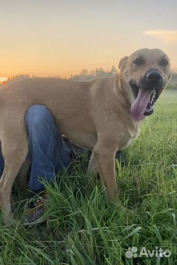 Собака в добрые руки