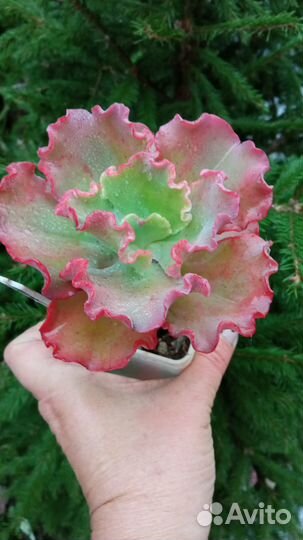 Суккуленты 3