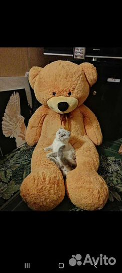 Плюшевый медведь свежий