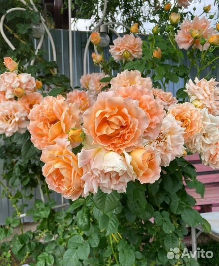 Саженцы плетистых роз