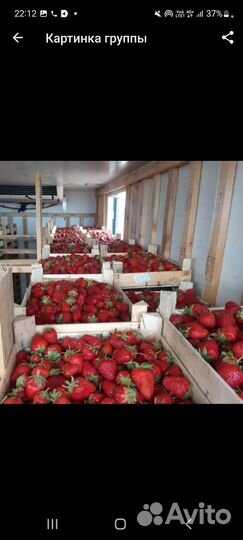 Клубника Из Киргизии
