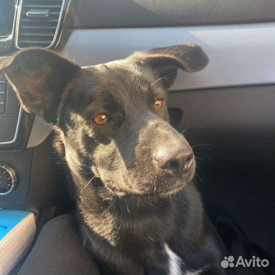 Собака в добрые руки щенок