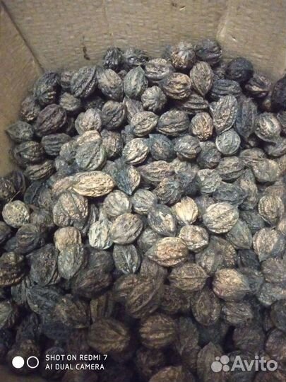 Семена манжурского ореха для поделок и декора