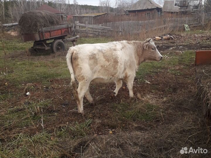 Нетели 1 год и семь месяцев. Продам