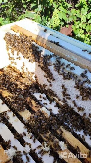 Липовый мёд 2022 из Башкирии