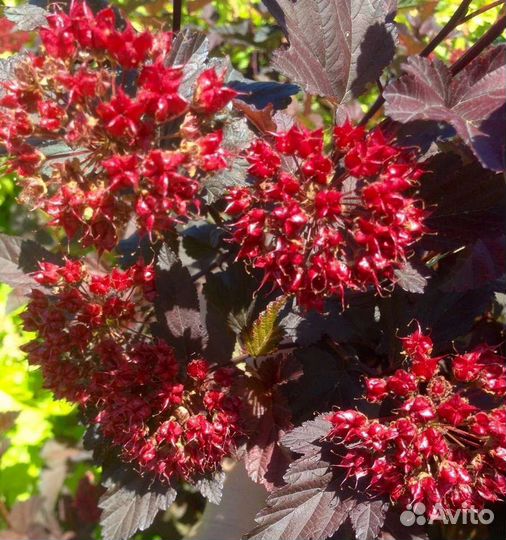 Пузыреплодник красный в горшках 7.5 и 15 л