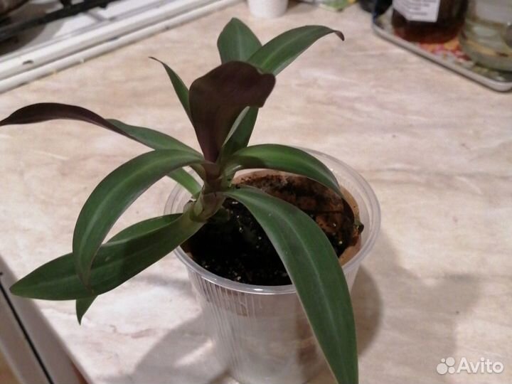 Традесканция зелёная