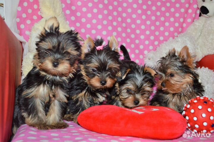 Йоркширский терьер щенки