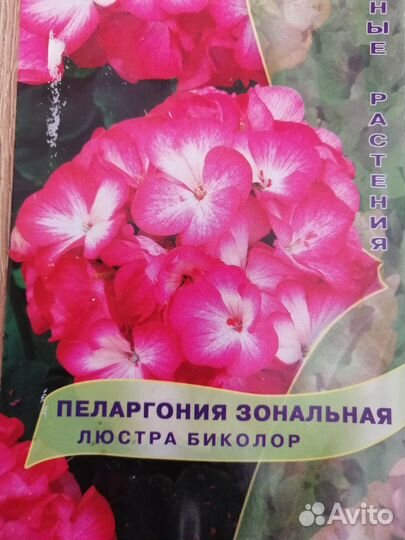 Пеларгония герань