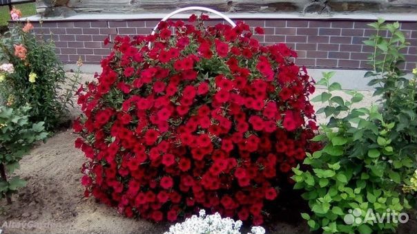 Лучшие сорта каскадных и ампельных петуний