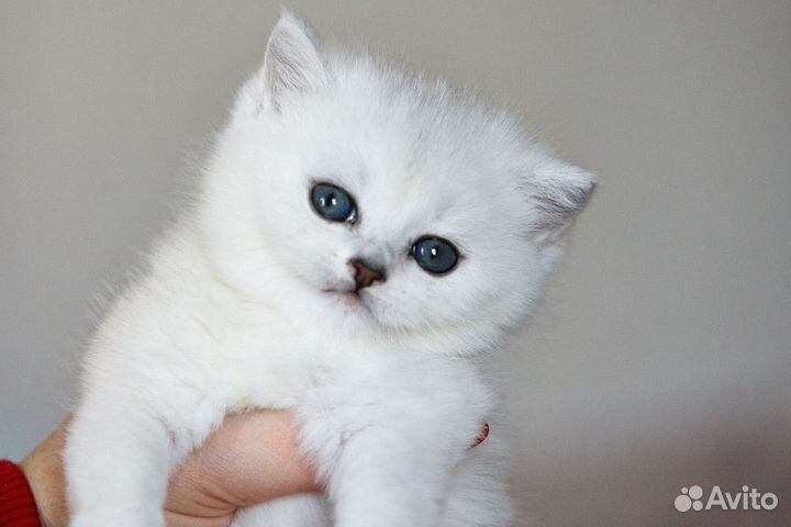 Серебристая шиншилла котята