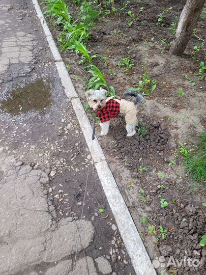 Одежда для собак мелких пород